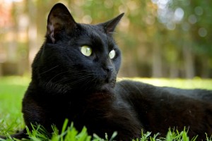 thatblackcat